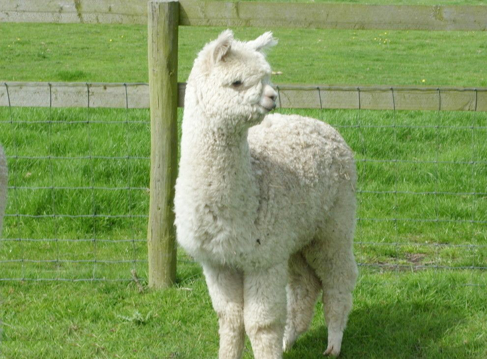 已更新(今日/动态)羊驼是一种安静可放养的动物,羊驼毛每年只能剪一次