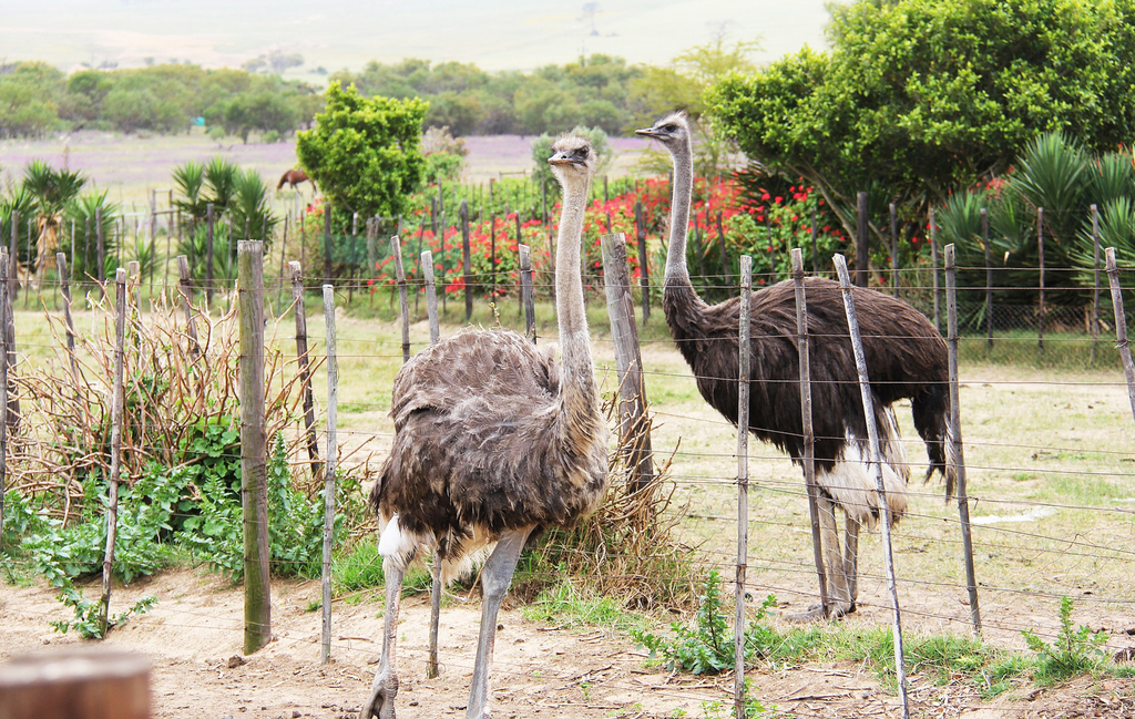 一年的鴕鳥多少錢養殖鴕鳥利潤高嗎