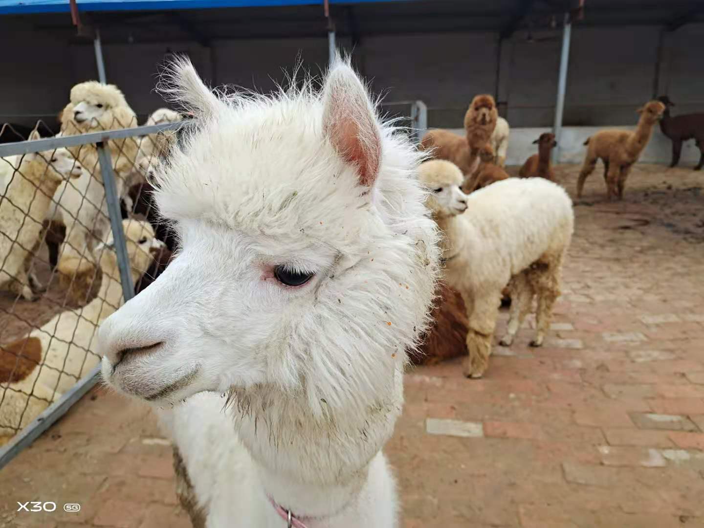 羊駝養殖技術羊駝幼崽多少錢一隻