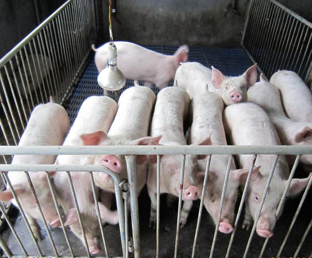 三元猪养殖利润成年三元猪多少钱