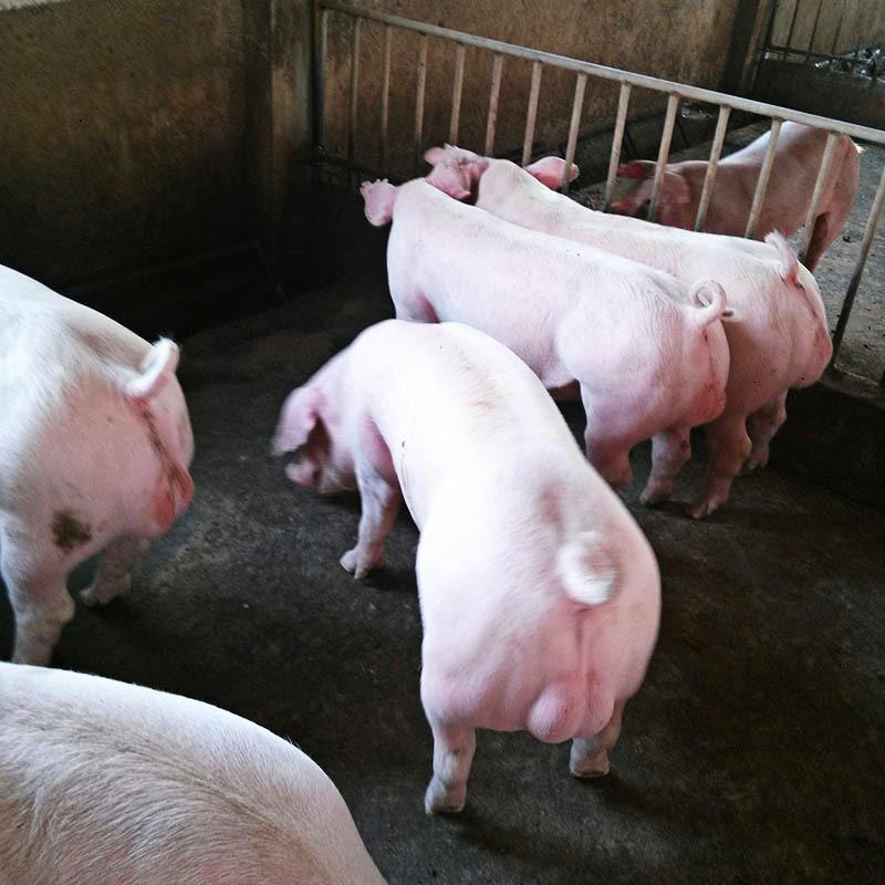 东至常年批发三元猪三元猪养殖成本