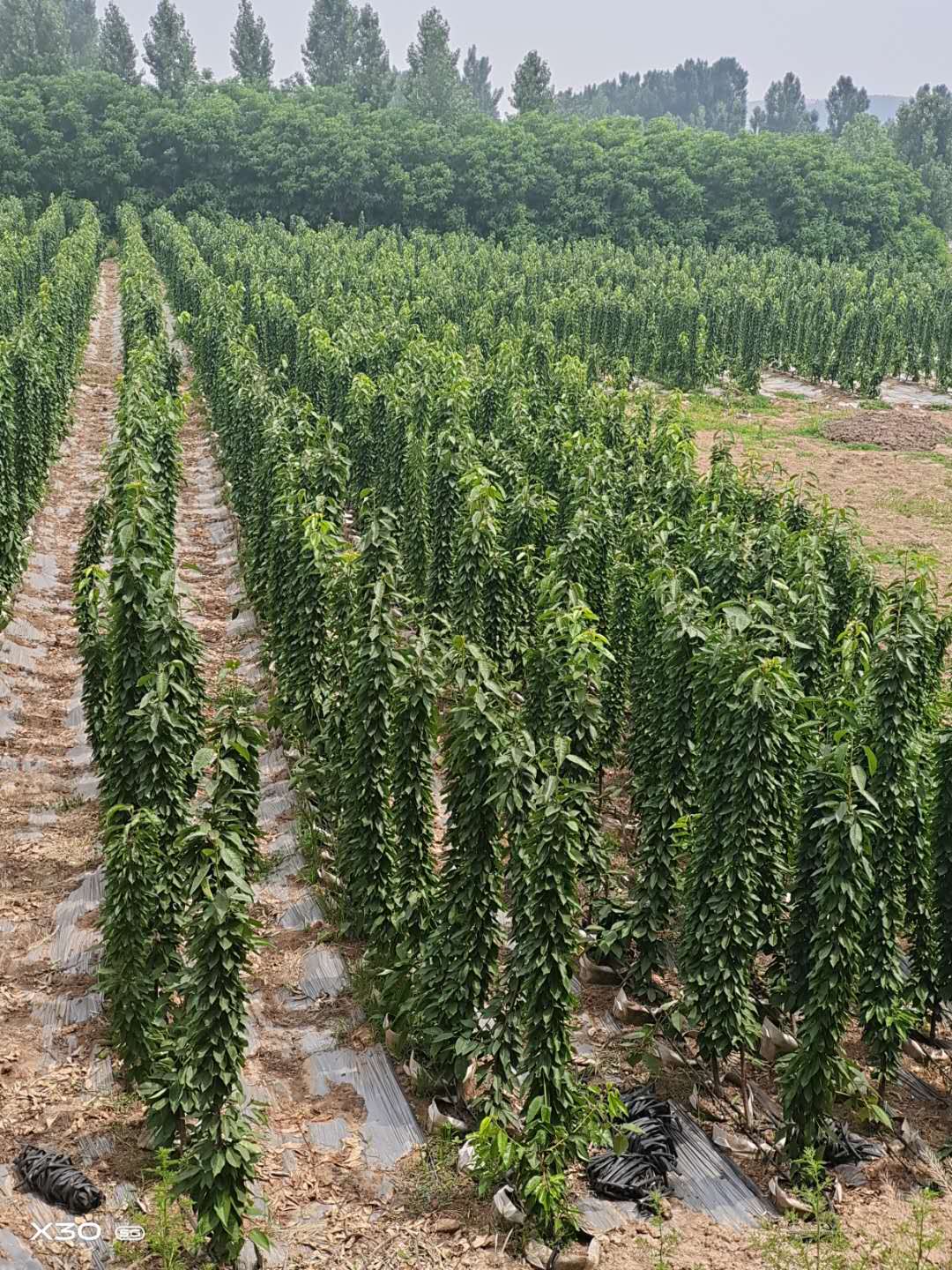 雷尼櫻桃苗育苗廠家_雷尼櫻桃苗生產基地