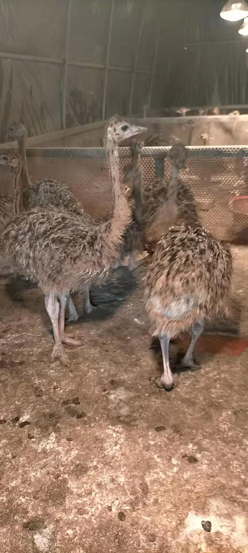 8斤重鴕鳥苗多少錢一隻一個月的鴕鳥苗好養嗎