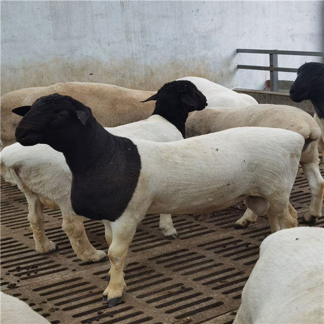 梁山县助农畜牧养殖专业合作社为您介绍杜泊羊市场价格