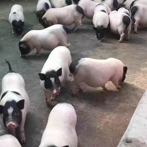 70斤的巴马香猪多少钱藏香猪好养吗