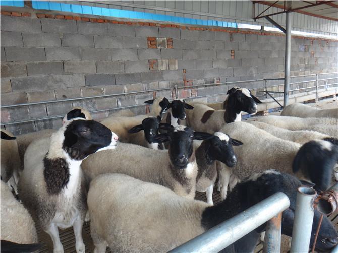3个月杜寒杂交羊有多重哪里能买杜寒杂交羊