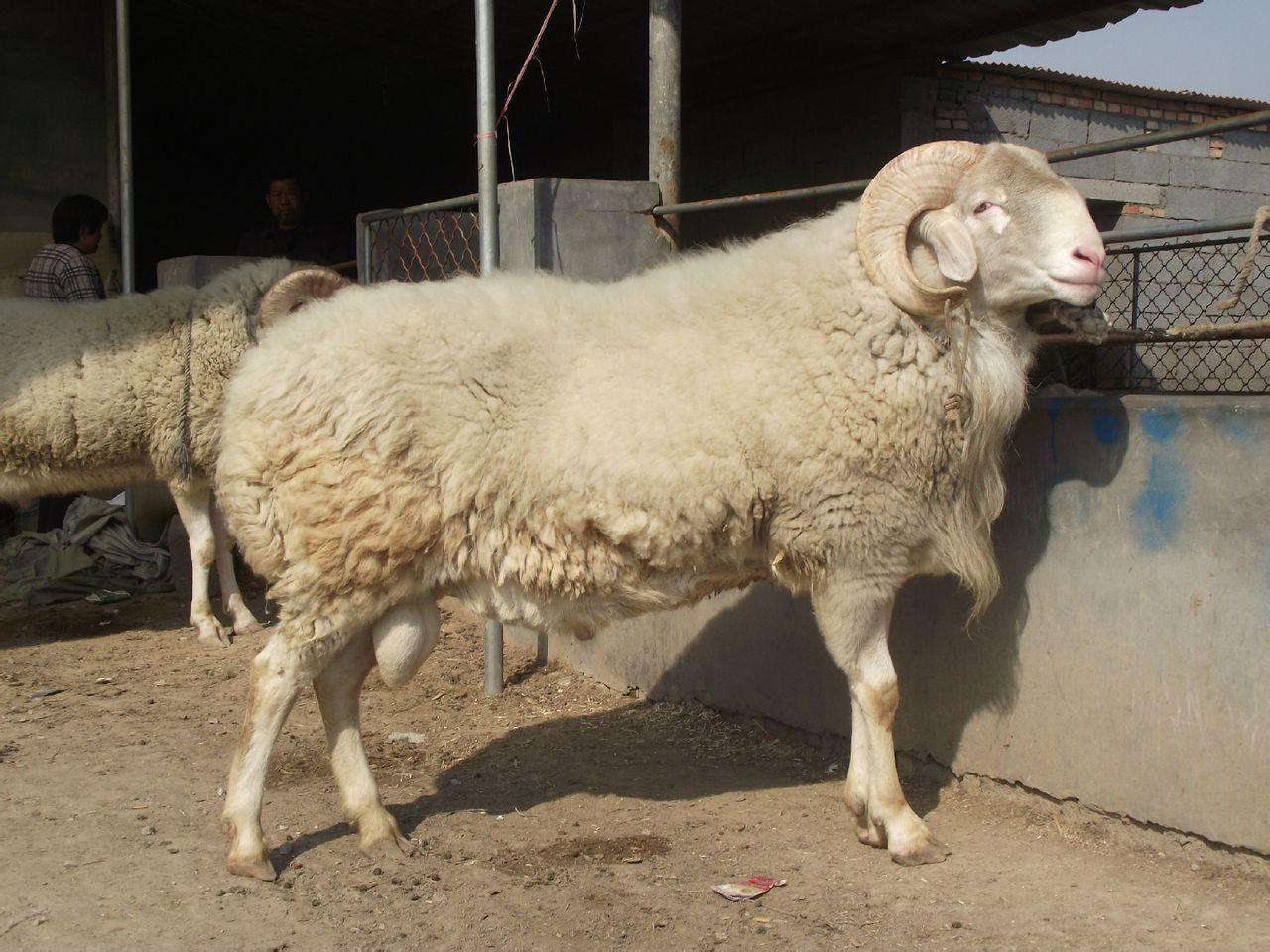 梁山县草地畜牧养殖中心为您介绍小尾寒羊科学饲养技术什么品种的肉羊
