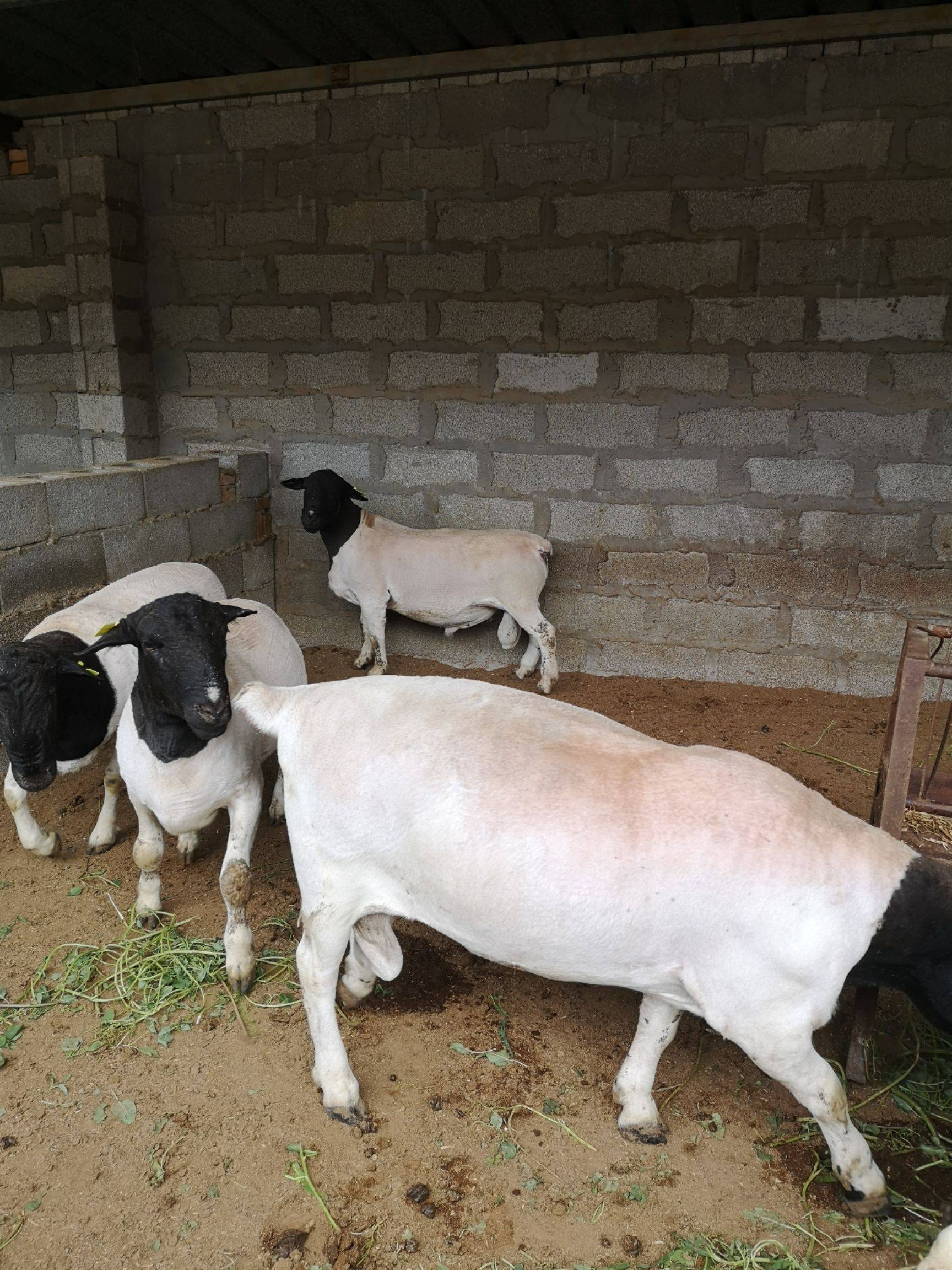 新郑杜泊绵羊养殖基地在哪里纯种黑头杜泊羊多少钱