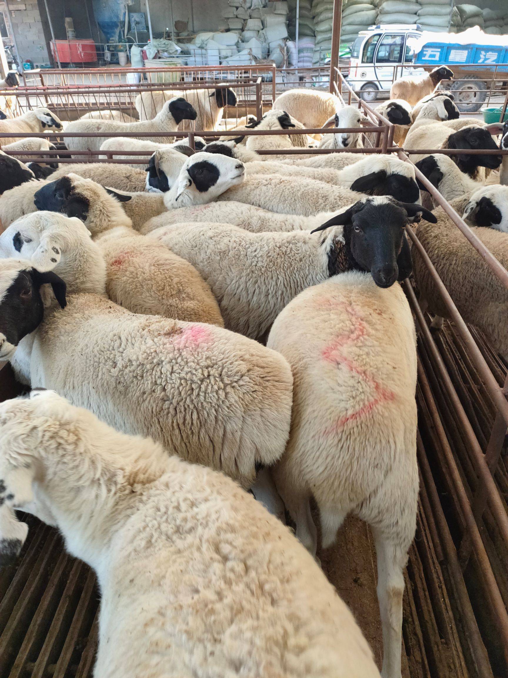 华蓥杜寒杂交羊一胎生几只养殖场纯种杜寒杂交羊