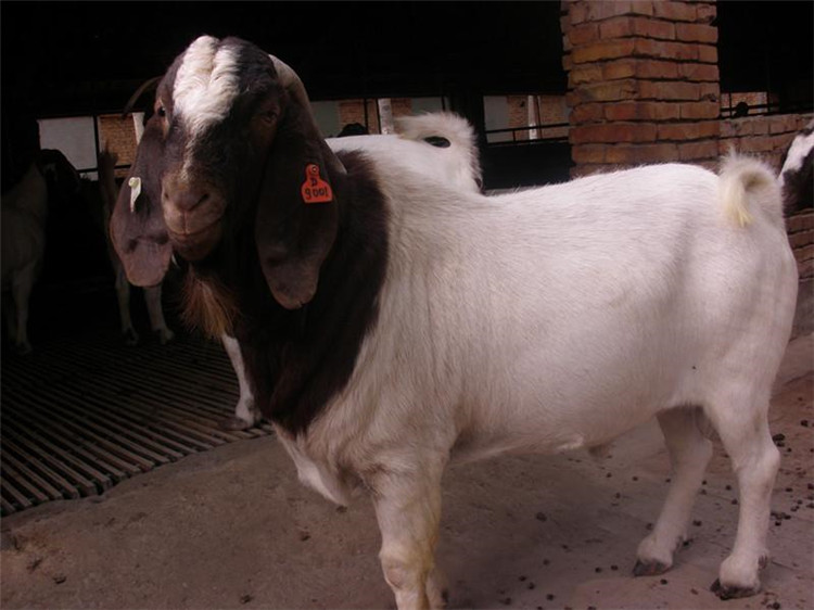 洛寧純種波爾山羊羊苗價格肉羊的飼養技術及飼料配方