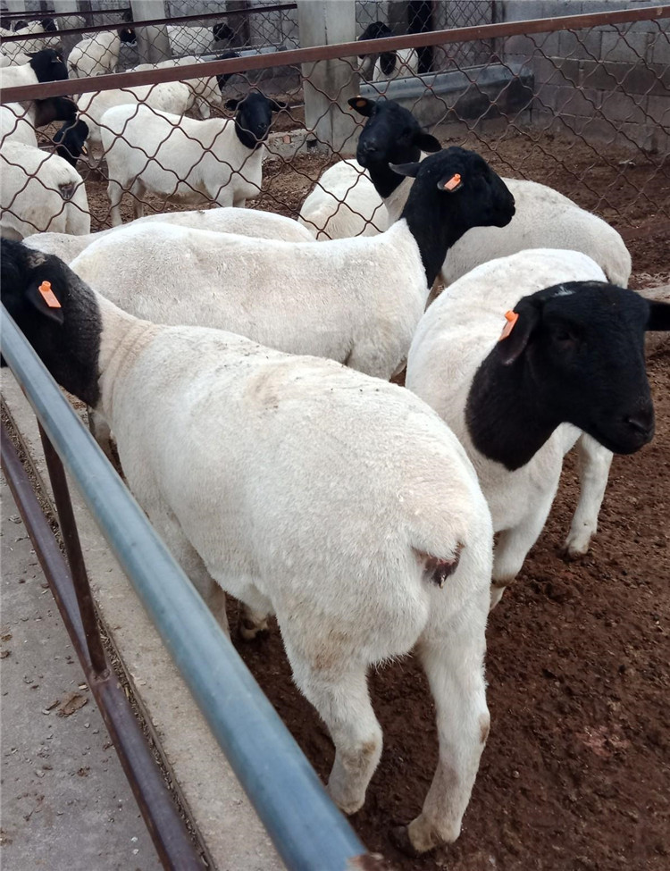 全椒杜泊绵羊养殖效益分析杜泊绵羊养殖利润