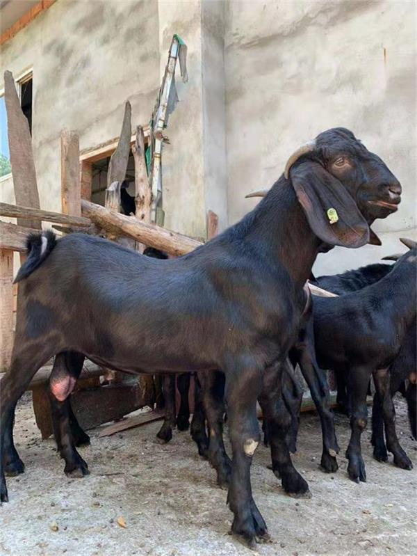 石林生龙努比亚黑山羊图片