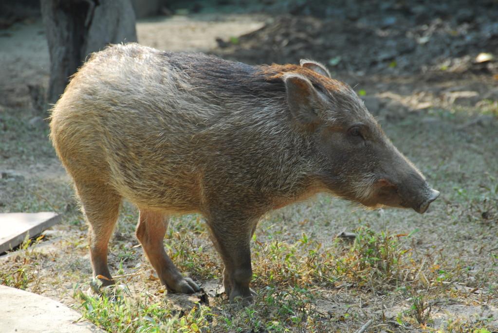 鞍山野猪图片