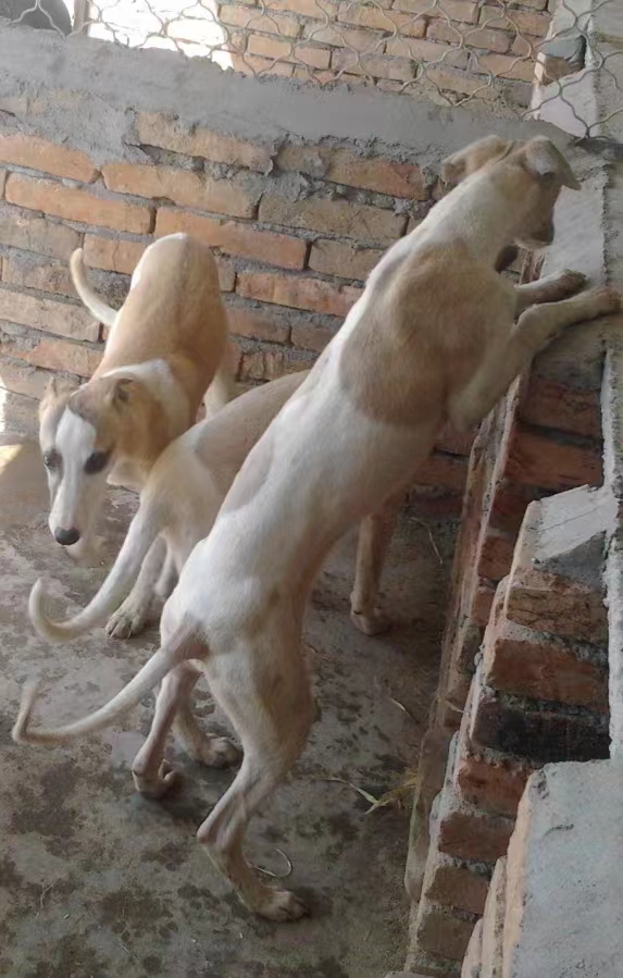 購買飼養靈緹犬多大的好?靈緹犬苗養殖場2022已更新(今天/動態)