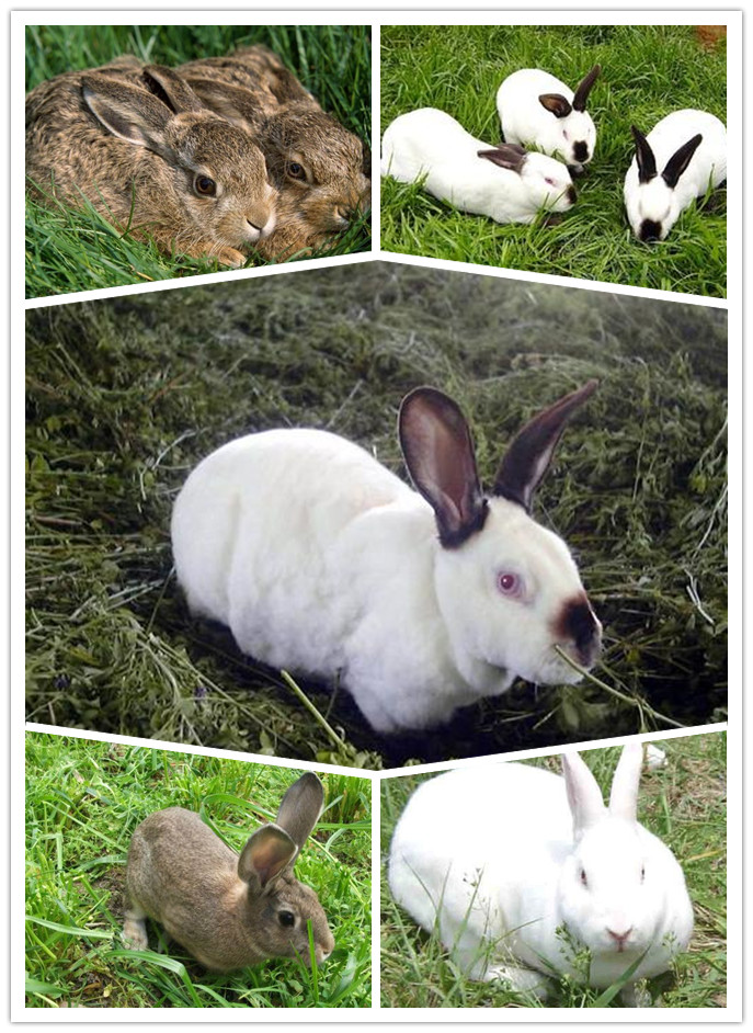 公羊兔和伊拉兔杂交图片