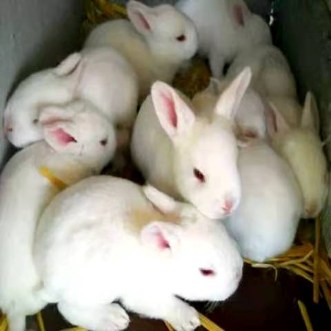***新肉兔价格是多少钱一只一般适合养殖哪个品种兔子