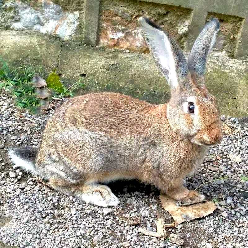 比利时杂交野兔图片