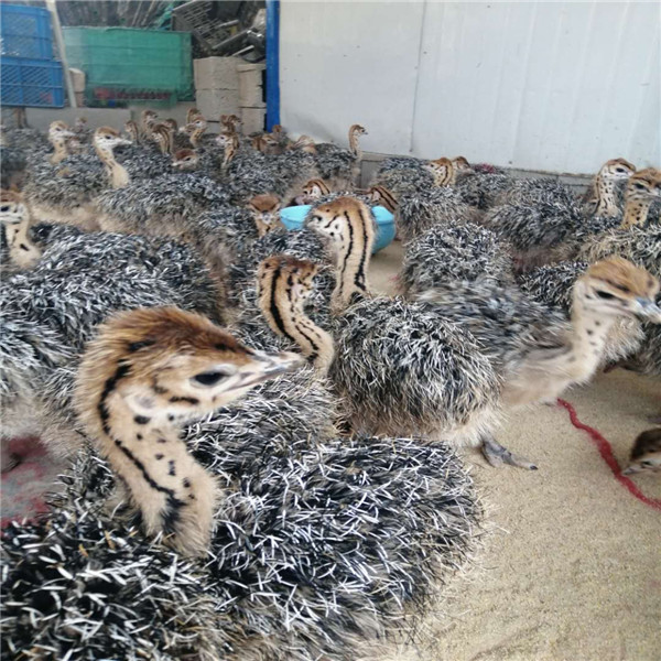 今日鴕鳥價;飼養鴕鳥價格多少錢一對三個月鴕鳥苗好飼養