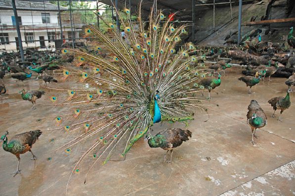 8斤重孔雀苗多少錢一隻孔雀養殖需要什麼