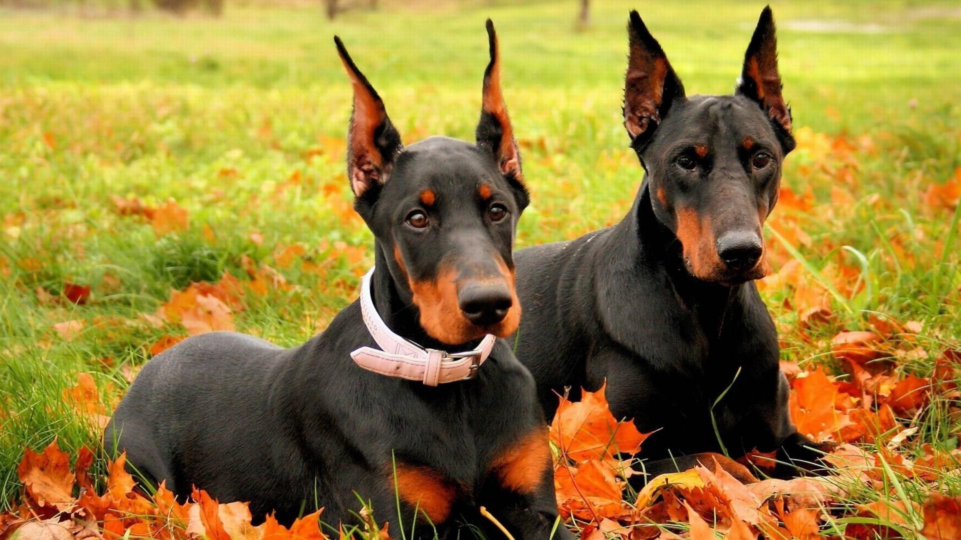 血统纯正比特犬美国比特犬