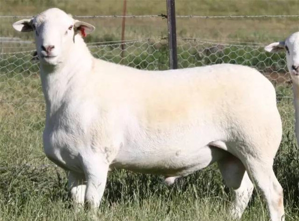 澳洲白绵羊百科图片